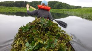 a voluntter removes a canoe-ful of invasive aquatic plants