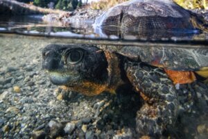 Wood turtle submerged in water in Connecticut River