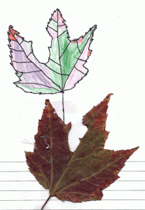 two leaves