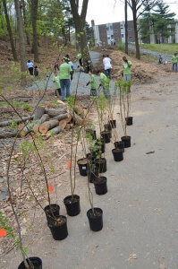 Tree planting in Holyoke