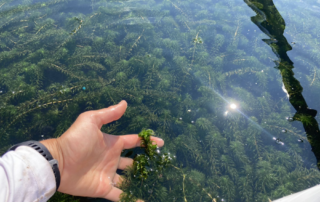 Hand holding hydrilla above the water in Keeney Cove