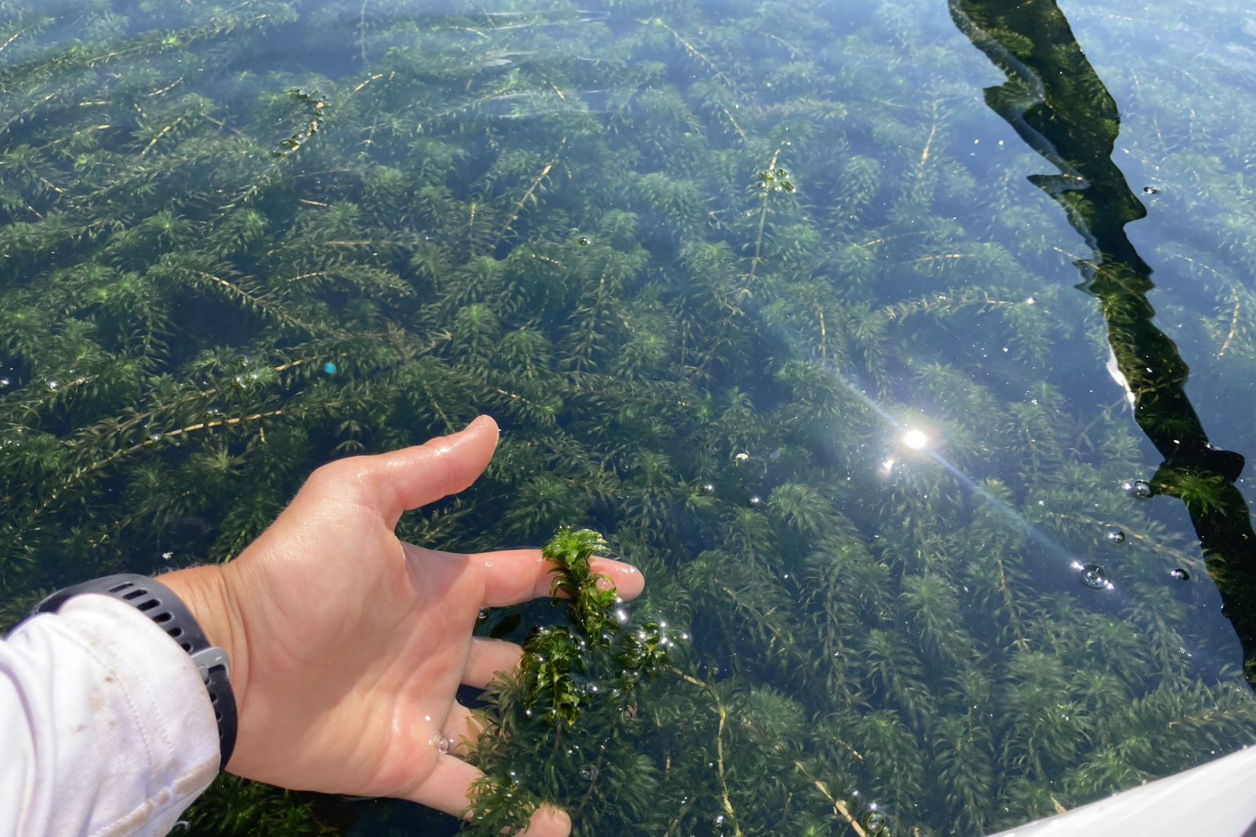 Hand holding hydrilla above the water in Keeney Cove