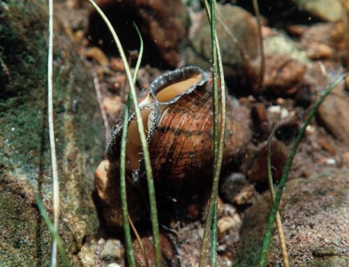 Mighty Mussels of the Connecticut River