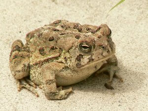 Anaxyrus Fowleri_Fowlers Toad