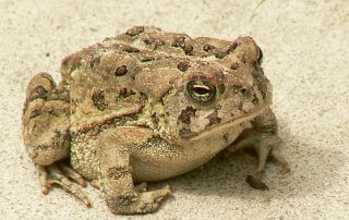 Anaxyrus Fowleri_Fowlers Toad