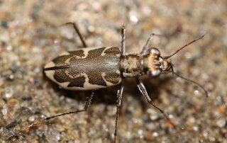 Puritan Tiger beetle