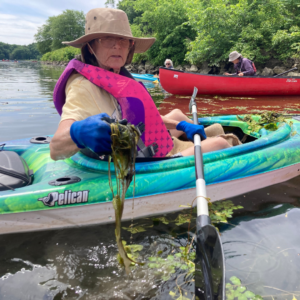 Volunteer invasive species removal