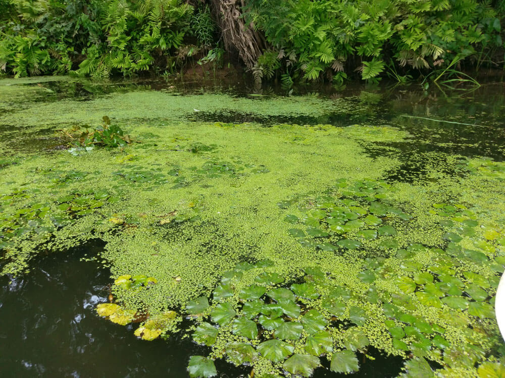 mattabesset-with-hydrilla