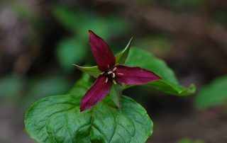 Red Trillium Along the CT River, Photo by Cathy Mumford